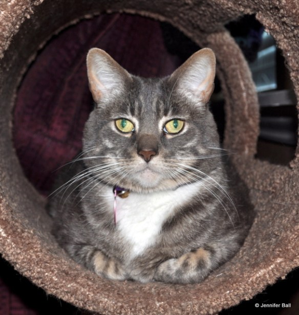 Romeo, the Quilt Inspector
