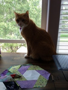 Quilt inspector, Tiger, in window