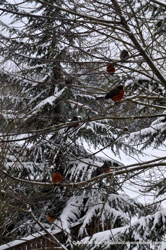 Robins in the Snow