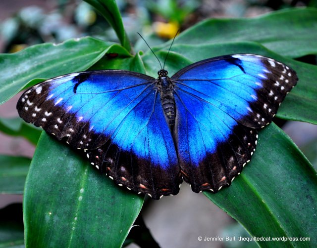Blue Morpho Butterfly